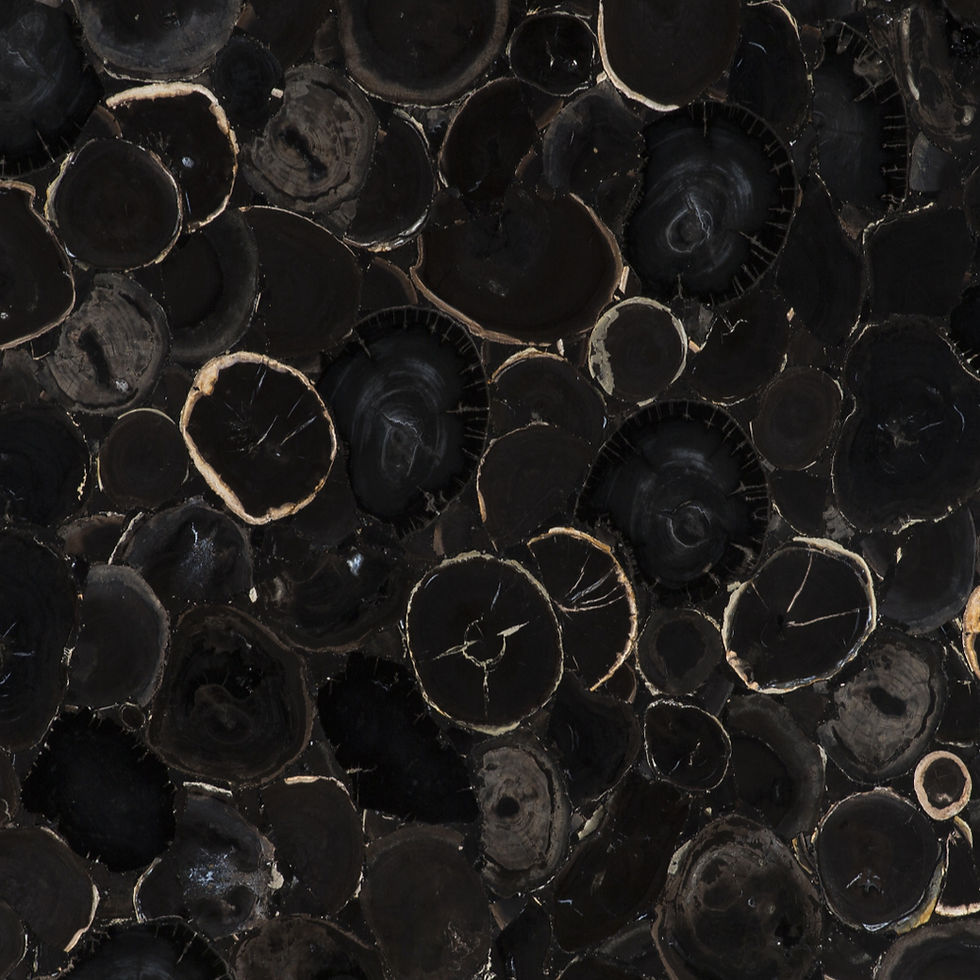 Black Plus Petrified Wood