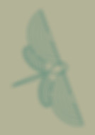 Libellule