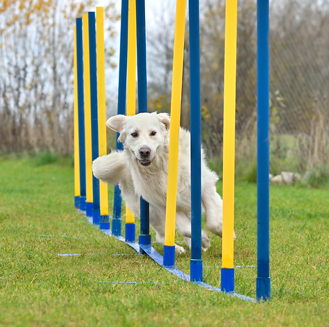 DOG TRAINING (86).png
