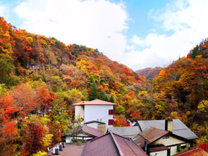 【横谷渓谷・紅葉情報⑥】この週末がピーク!