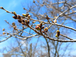 蓼科湖・聖光寺の桜、今年はGWが見頃になりそう?