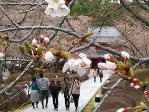 聖光寺の桜、咲きました!