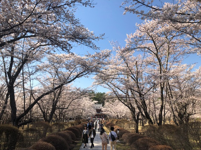 聖光寺 蓼科湖近く で300本の桜が満開 聖光寺 蓼科湖近く で300本の桜が満開