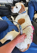 electroacupuncture
