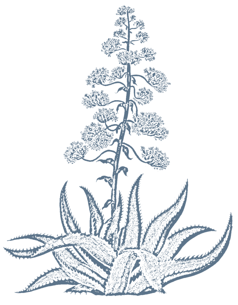 agave.png