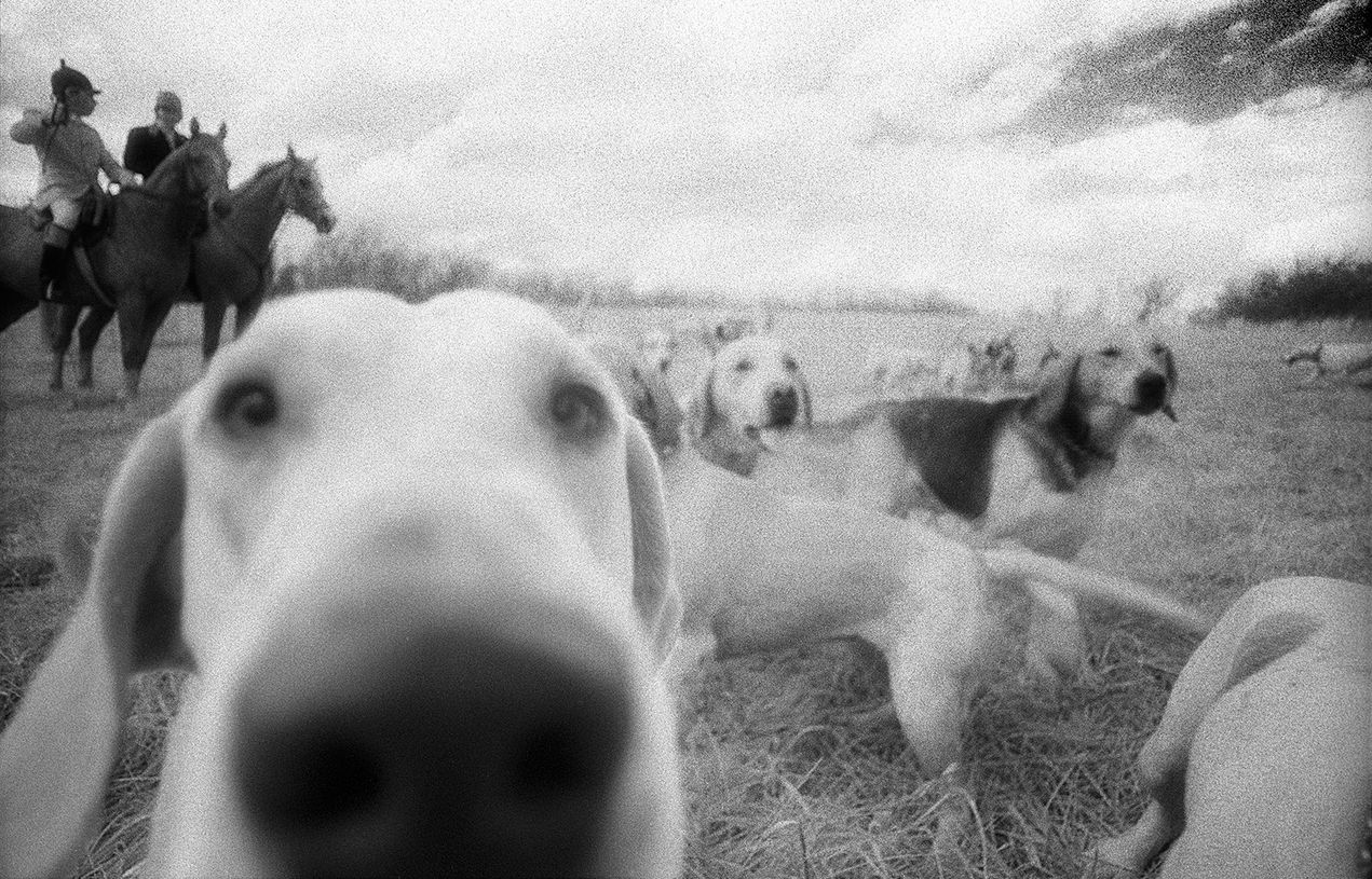 9_ Hunt Dog Nose .jpg