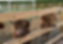 IMG_3166.PNG