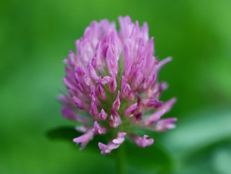 Fiche sur l'utilisation de la fleur de trèfle