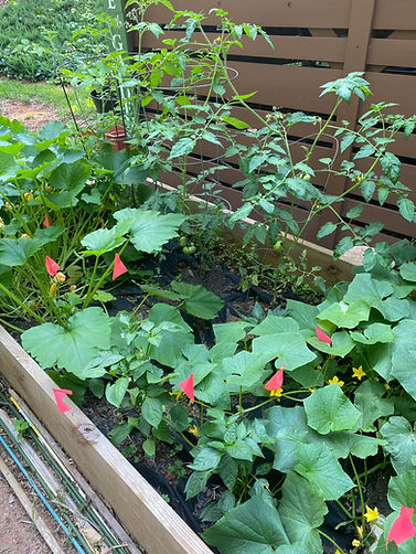 Garden (IMG_2466).jpg