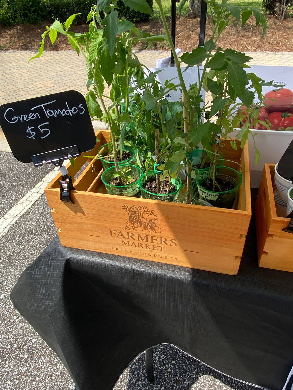 green tomatoes at farmers market