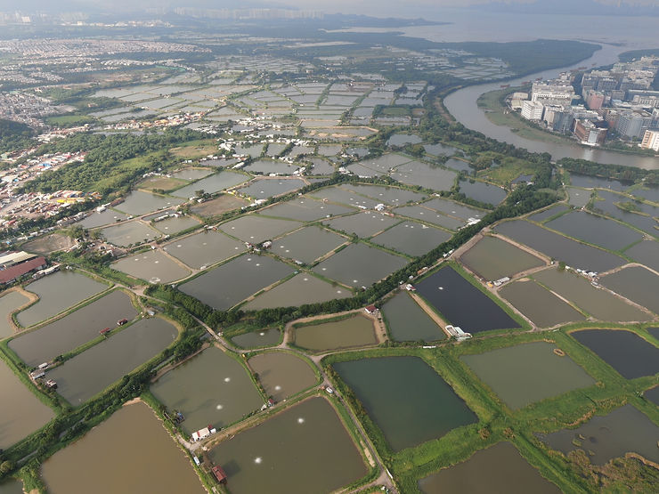 San Tin wetlands, Hong Kong, wetlands, biodiversity, ecosystem, birdwatching, nature conservation, environmental protection, wildlife habitat, water purification, climate change, sustainable development.