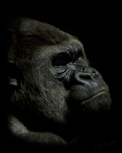 Portrait_of_a_Gorilla_by_FearDesign.jpg