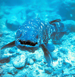 SF_coelacanth_2.jpg