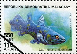 Latimeria_chalumnae.jpg