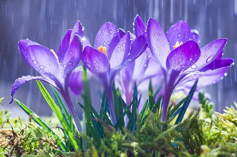 flowers.webp