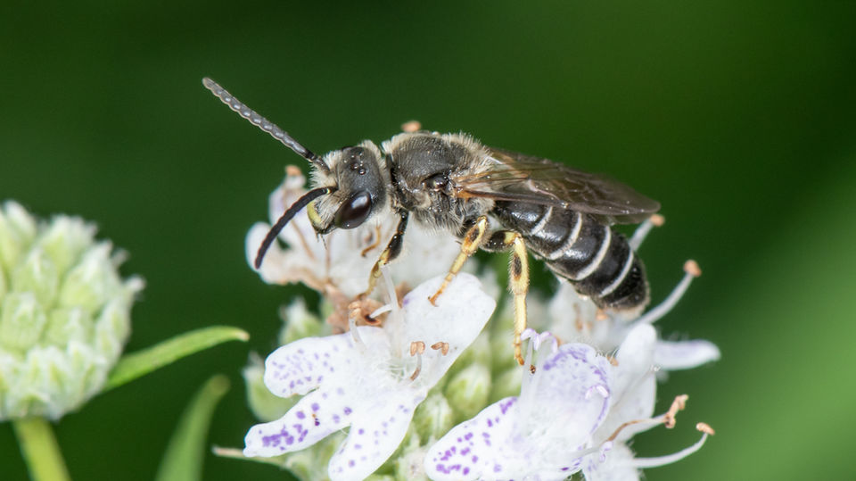 Halictus rubicundus male
