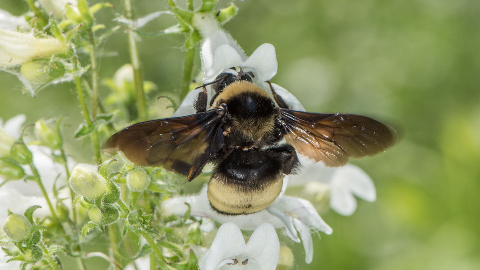 Bombus auricomus female