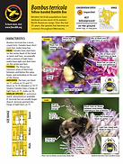 Bombus terricola Fact Sheet