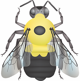 Bombus bimaculatus female illustration