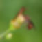 NomadaFigwort.jpg