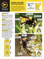 Bombus borealis Fact Sheet