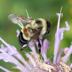 BombusAffinisWorkerMonarda1.jpg