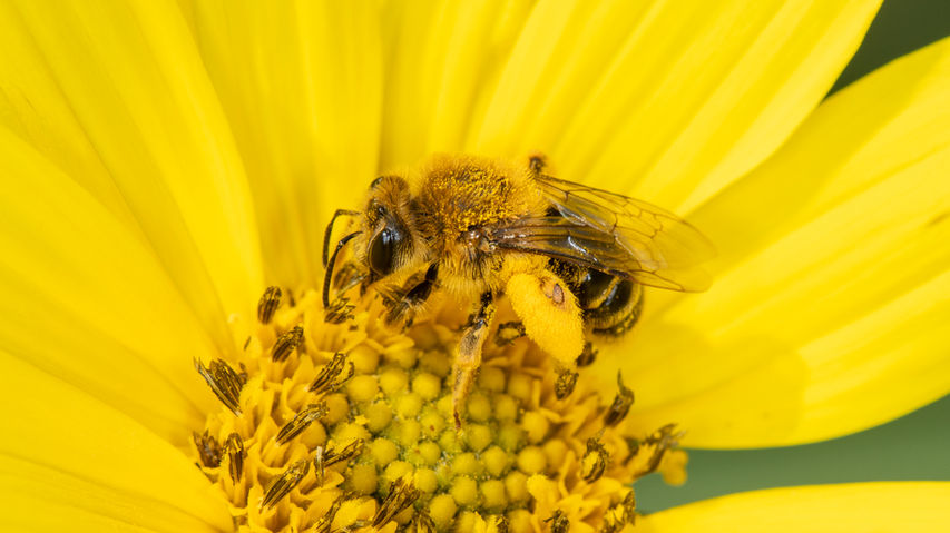 Andrena helianthi