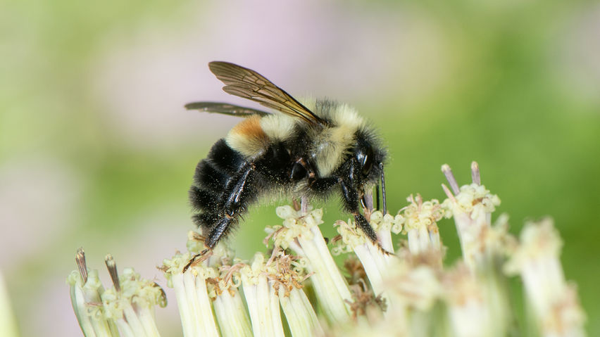 Bombus affinis male