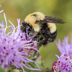 BombusAffinisGyneLiatris.jpg