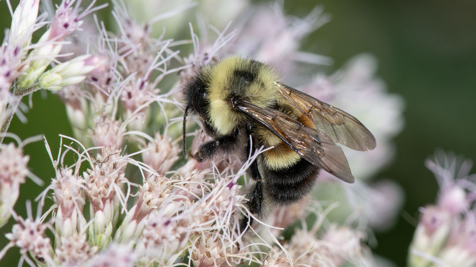 Bombus affinis male