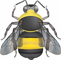 Bombus auricomus female