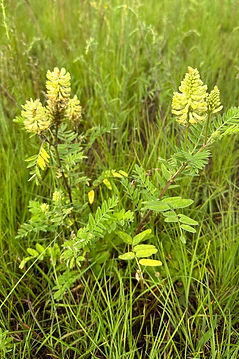 Astragalus.jpg