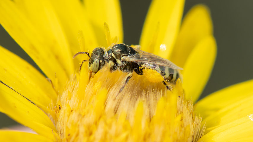 Perdita swenki female