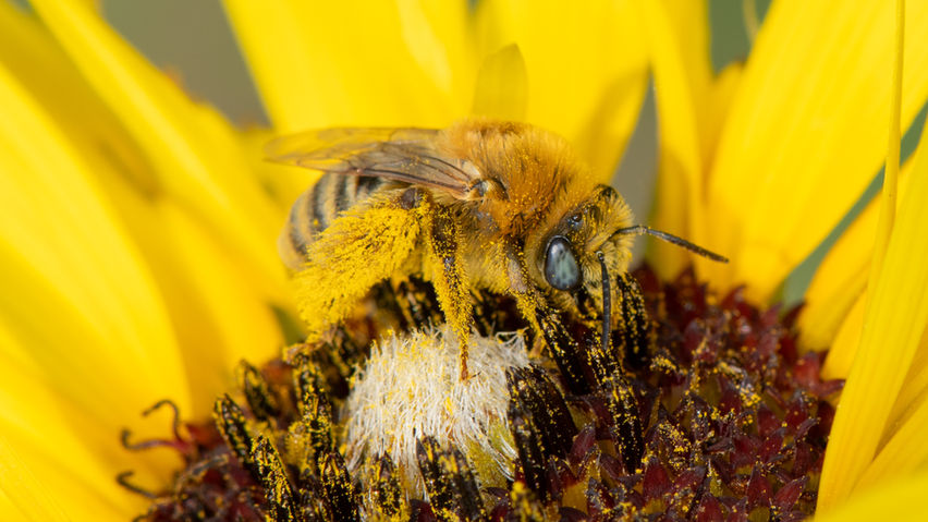Melissodes agilis