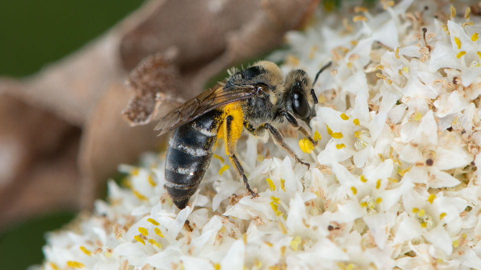 Colletes ciliatus