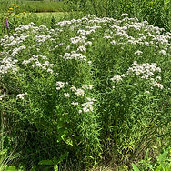 Pycnanthemum.jpg