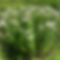 Pycnanthemum.jpg