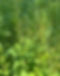 Scrophularia.jpg