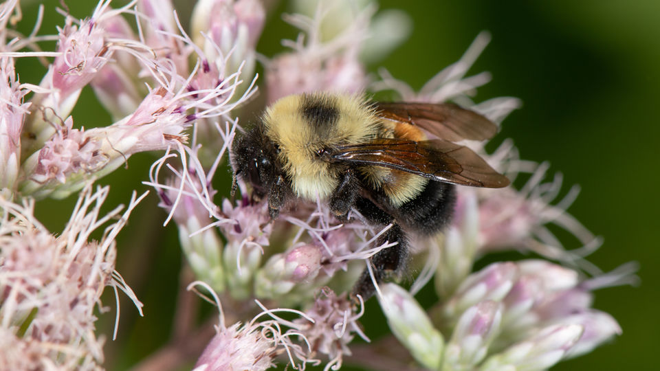 Bombus affinis worker