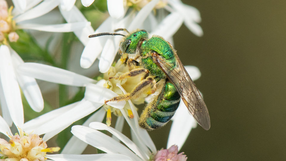 Agapostemon sericeus female