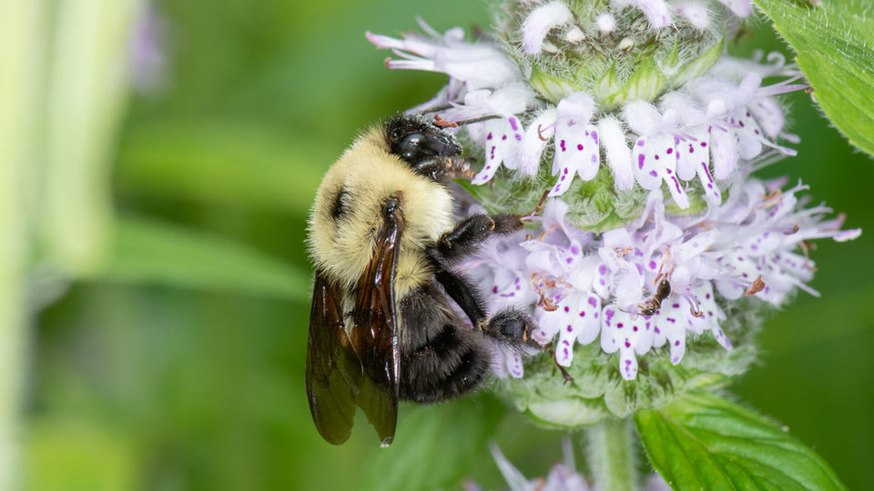 Bombus bimaculatus female