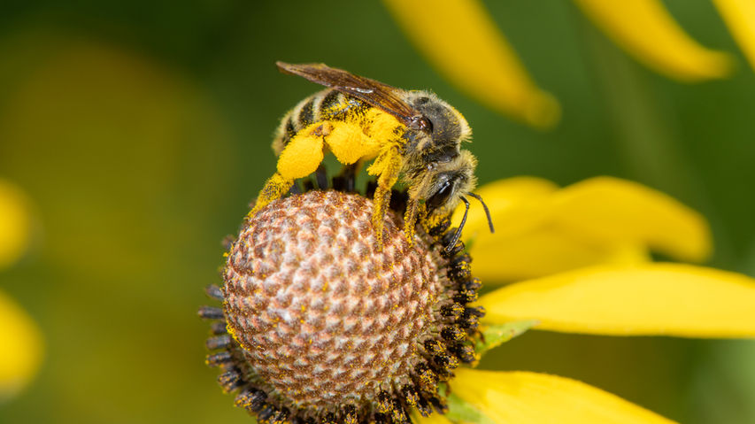 Andrena rudbeckiae