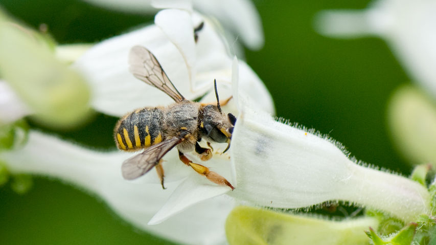 Anthidium manicatum female