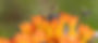 AllAboutBeesBanner.jpg
