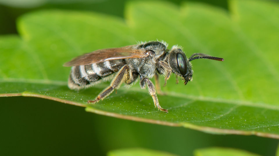 Halictus confusus female