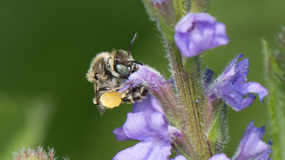 Calliopsis nebraskensis female
