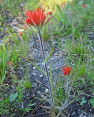 castillejacoccinea.jpg