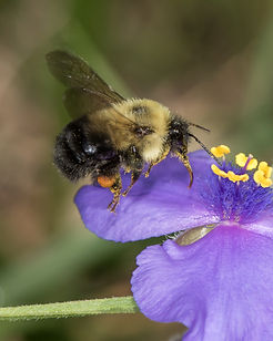 bimaculatusspiderwort.jpg
