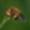 AndrenaMilwaukeensisFigwort.jpg