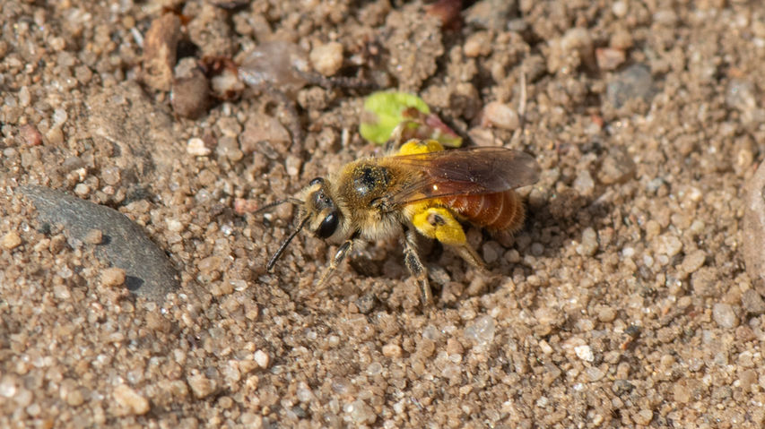 Andrena andrenoides